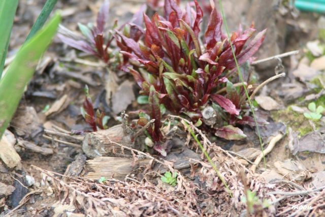 gaura